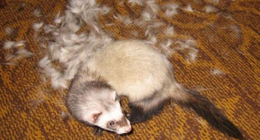 Proč fretka plešatá a co by měl její majitel dělat?